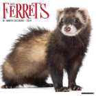 Ferrets 2024 12 X 12 Wall Calendar Cover Image