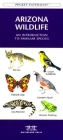 California Seashore Life: A Folding Pocket Guide to Familiar Plants & Animals (Pocket Naturalist Guide) Cover Image