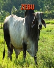 Zebu: Amazing Facts about Zebu By Devin Haines Cover Image