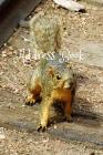 Address Book: Colorado Fox Squirrel By T. P Cover Image