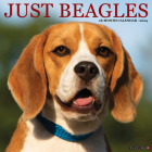 Just Beagles 2024 12 X 12 Wall Calendar By Willow Creek Press Cover Image