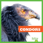 Condors By Jenna Lee Gleisner Cover Image