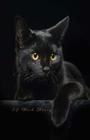52 Week Diary: Black Cat By Snapping Turtle Books Cover Image