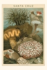 Vintage Journal Sea Anemones, Santa Cruz, California Cover Image