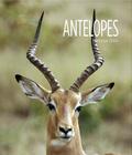 Living Wild: Antelopes Cover Image