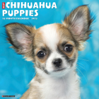 Just Chihuahua Puppies 2023 Wall Calendar By Willow Creek Press Cover Image