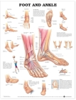 Foot and Ankle Anatomical Chart Cover Image
