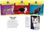 Cats Set 6 (Set) By Jill C. Wheeler Cover Image