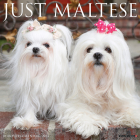 Just Maltese 2024 12 X 12 Wall Calendar By Willow Creek Press Cover Image