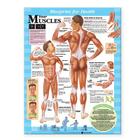 Blueprint for Health Your Muscles Chart By Anatomical Chart Company (Prepared for publication by) Cover Image