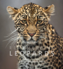 Remembering Leopards By Margot Raggett, Wildlife Photographers United Cover Image