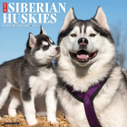 Just Siberian Huskies 2024 12 X 12 Wall Calendar By Willow Creek Press Cover Image