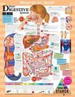 Blueprint for Health Your Digestive System Chart Cover Image