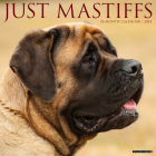 Just Mastiffs 2024 12 X 12 Wall Calendar By Willow Creek Press Cover Image