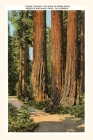 The Vintage Journal Three Graces Redwoods, Sequoia, California By Found Image Press (Producer) Cover Image