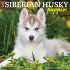 Just Siberian Husky Puppies 2024 12 X 12 Wall Calendar By Willow Creek Press Cover Image