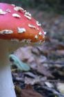 Fly Agaric Mushroom on the Forest Floor Cover Image