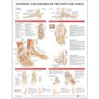 Anatomy and Injuries of the Foot and Ankle Cover Image