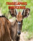 Tragelaphus eurycerus: Foto stupende e fatti divertenti Libro sui Tragelaphus eurycerus per bambini Cover Image