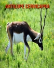 Antilope cervicapra: Immagini bellissime e fatti interessanti Libro per bambini sui Antilope cervicapra Cover Image
