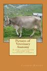 Pictures of Veterinary Anatomy: A short illustrated anatomy for veterinary students By Clemens Karl Knospe Cover Image