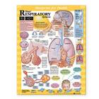 Blueprint for Health Your Respiratory System Chart By Anatomical Chart Company (Prepared for publication by) Cover Image