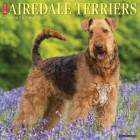 Just Airedale Terriers 2023 Wall Calendar By Willow Creek Press Cover Image
