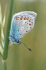 Butterfly in the Grass: There Are Approximately 20,000 Species of Butterflies in the World. By Planners and Journals Cover Image