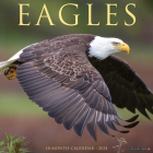 Eagles 2024 12 X 12 Wall Calendar Cover Image