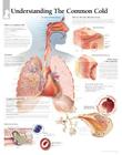 The Common Cold Chart: Wall Chart Cover Image