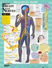 Blueprint for Health Your Brain and Nerves Chart Cover Image