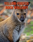Yellow-Footed Rock Wallaby: Beautiful Pictures & Interesting Facts Children Book About Yellow-Footed Rock Wallaby By Alice William Cover Image