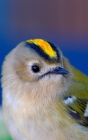 Notebook: Goldcrest Bird Small Birds Gold Crest Cover Image