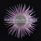 Sea Creatures in Glass: The Blaschka Marine Animals at Harvard By Florian Huber, Elizabeth Brill, David Brown (Photographer) Cover Image