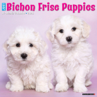 Just Bichon Frise Puppies 2024 12 X 12 Wall Calendar By Willow Creek Press Cover Image