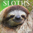 Sloths 2024 12 X 12 Wall Calendar By Willow Creek Press Cover Image