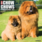 Just Chow Chows 2023 Wall Calendar By Willow Creek Press Cover Image