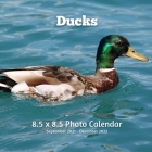 Ducks 8.5 X 8.5 Calendar September 2021 -December 2022: Monthly Calendar with U.S./UK/ Canadian/Christian/Jewish/Muslim Holidays-Nature Birds Cover Image