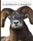 El borrego cimarrón (Planeta animal) By Valerie Bodden Cover Image