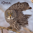 Owls 2024 Square By Browntrout (Created by) Cover Image
