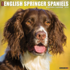 Just English Springer Spaniels 2024 12 X 12 Wall Calendar By Willow Creek Press Cover Image
