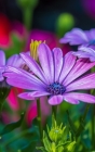 Notebook: Purple Mauve Flowers Nature Life Cover Image