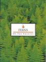Ferns of the Smokies By Murray Evans Cover Image