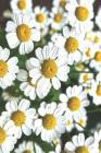 Chamomile Notebook: An Herb That Comes from the Daisy-Like Flowers of the Asteraceae Plant Family. It Has Been Consumed for Centuries as a Cover Image