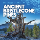 Ancient Bristlecone Pines By Mary Griffin Cover Image