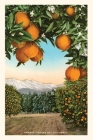 The Vintage Journal Orange Grove with Mountains in Background Cover Image