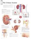 The Urinary System Chart: Wall Chart Cover Image
