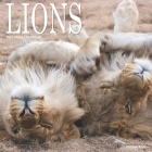 Lions: 2021 Mini Calendar By Patches And Me Cover Image