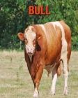 Bull: Amazing Facts about Bull By Devin Haines Cover Image