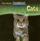 Cats Are Night Animals Cover Image